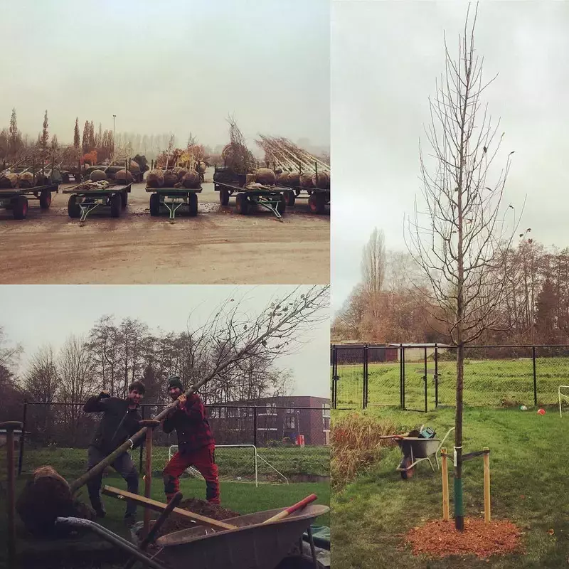 We kiezen samen de juiste boom voor in jouw tuin. Hierbij houden we rekening met gewenste grootte, de bodem en standplaats.