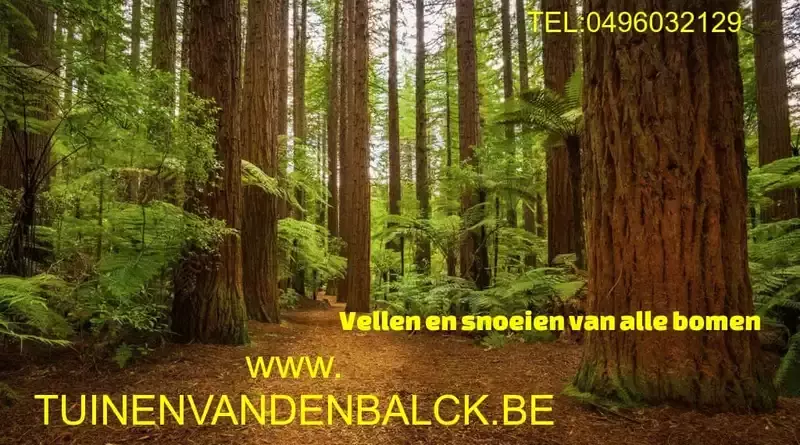 Vellen en snoeien van bomen