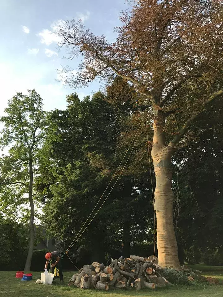 Snoeien bomen