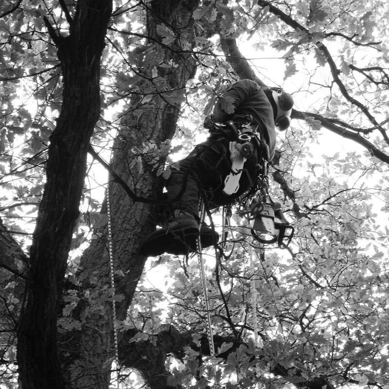 Bij boomwerken klimmen we steeds met touwen in de boom. Dit voor de eigen veiligheid, maar ook om de boom zo weinig mogelijk te beschadigen zodat die geen onnodige verwondingen oploopt.