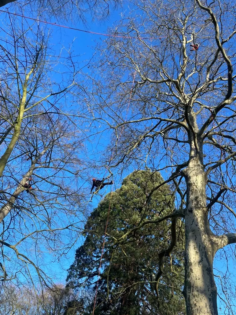 Snoeien van 38 meter hoge plataan 