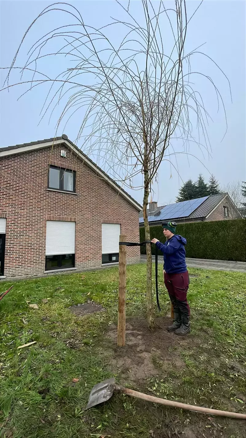 Aanplanten van Treurwilg maat 25-30