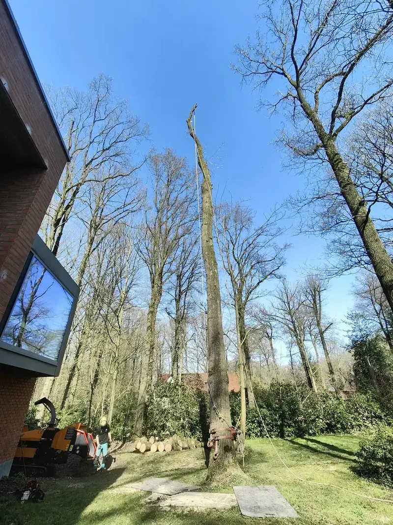 Demonteren eik, zonder schade aan de ondergrond