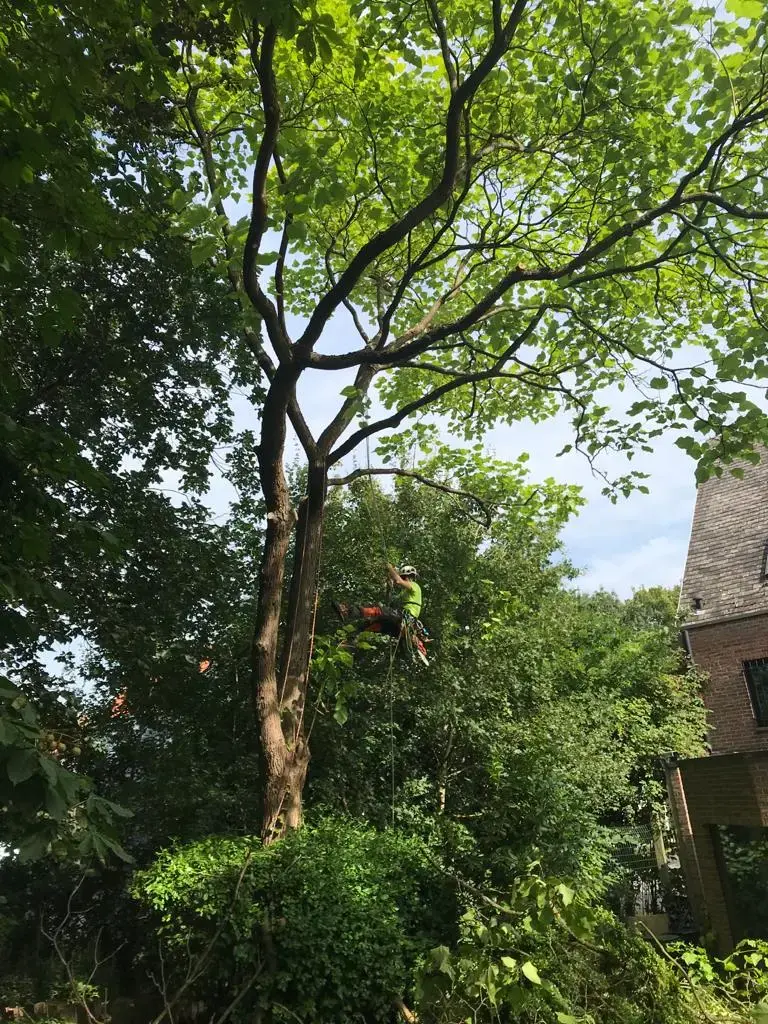 Onderhoudssnoei van een Catalpa.