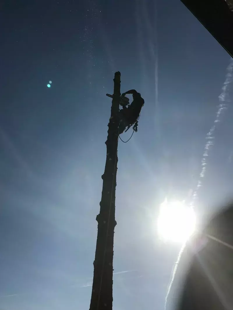 demonteren van boom 
