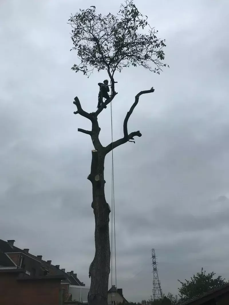 demonteren van boom 