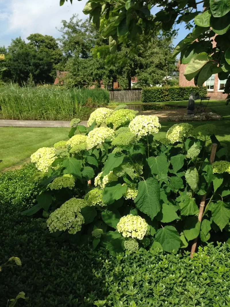 Tuin te kruibeke, onderhoud en aanleg.
