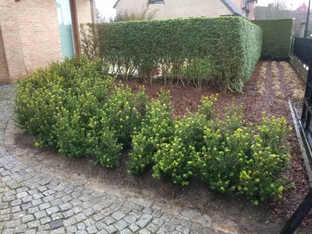 Vervanger voor Buxus, kleinbladige Hulst