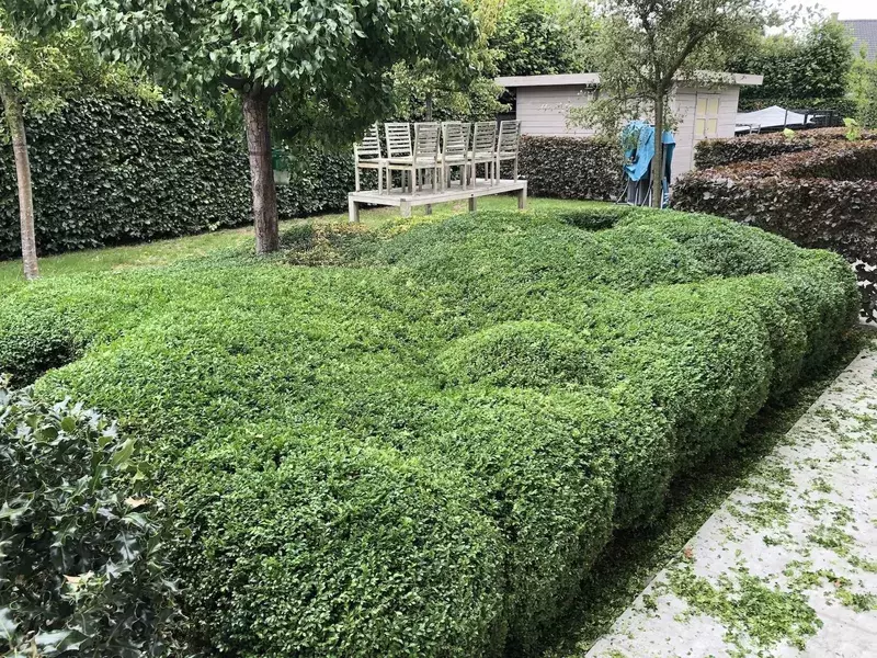 Buxus in vormen scheren