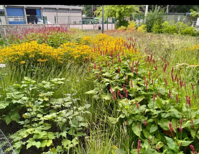 Aanleg van prairieborders op bedrijfsparking