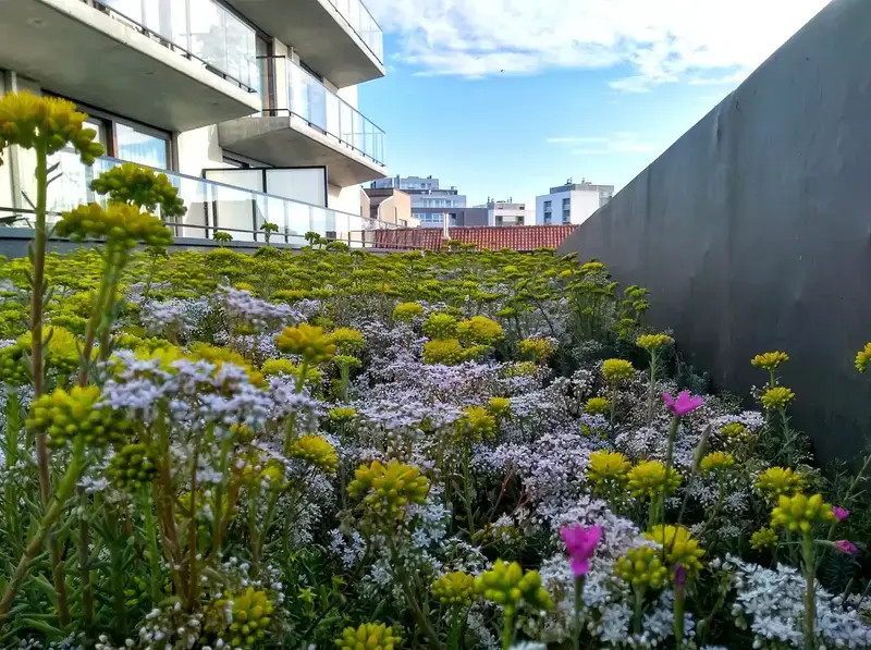 Extensief groendak