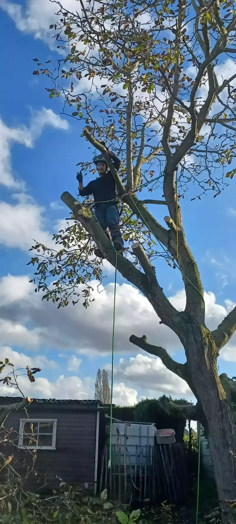 Klimmen notenboom