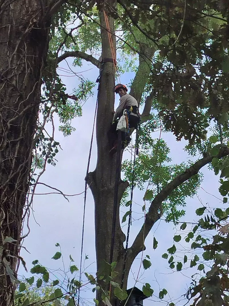 Plaatsen van kroonverankering in gewone es