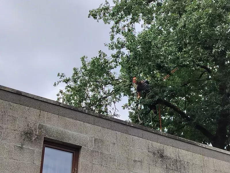 Wegnemen afgebroken en loshangende takken eik