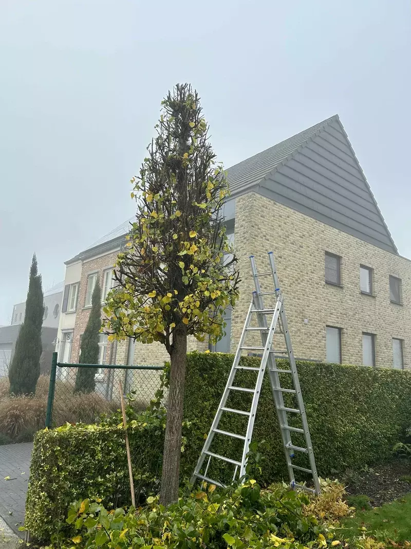 Snoeien van bomen in vorm