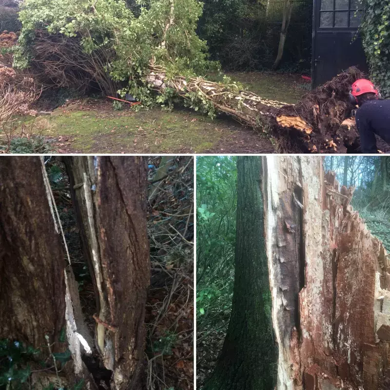 Slaap met een gerust hart en laat je bomen tijdig controleren door een professional. Tijdens deze boomtechnische controle worden structuur en conditie boom per boom bekeken en eventuele maatregelen aanbevolen. Zo daalt de kans op slechte scenario's.