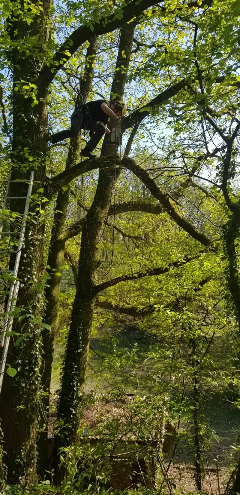 Snoeien bomen