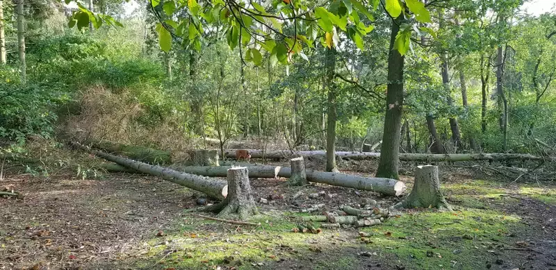 Vellen van bomen