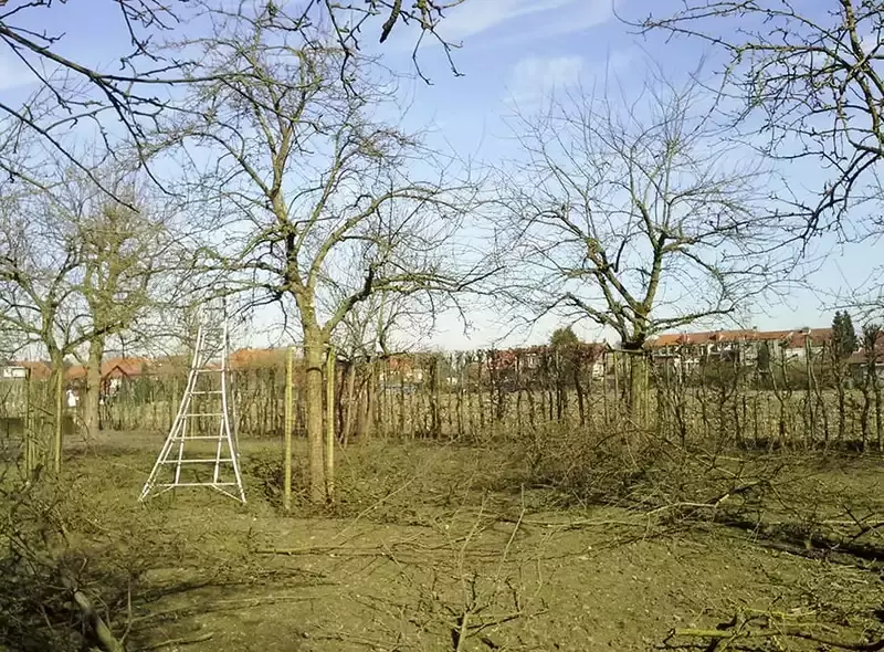 Wintersnoei bij fruitbomen in Dendermonde