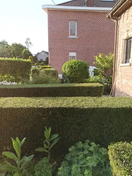 Onderhouden van plantenvakken en hagen van een voortuin.