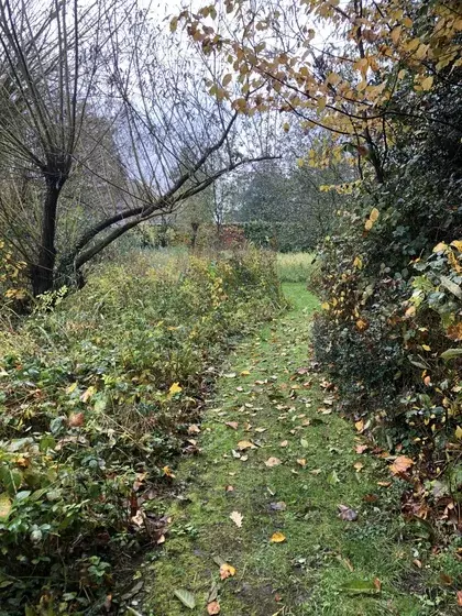 Ecologische rietzone