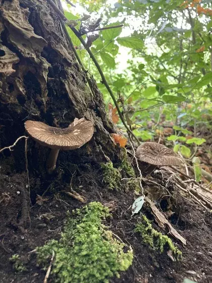 Zwammen en bomen