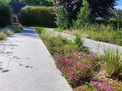 Waterdoorlatende oprit met een bandenspoor van gewassen beton en tussenbeplanting van sedumsoorten, kruiptijm, bieslook ed...
