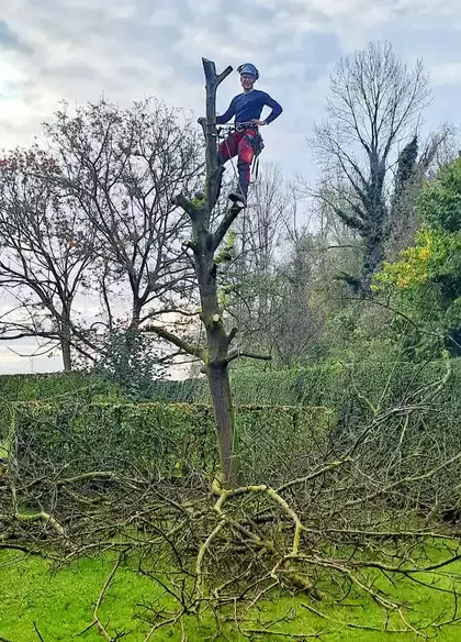 Demonteren van dode notenboom