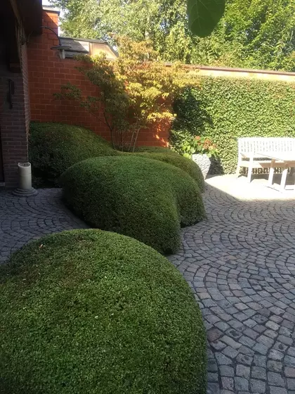 Perfect snoeiwerk.